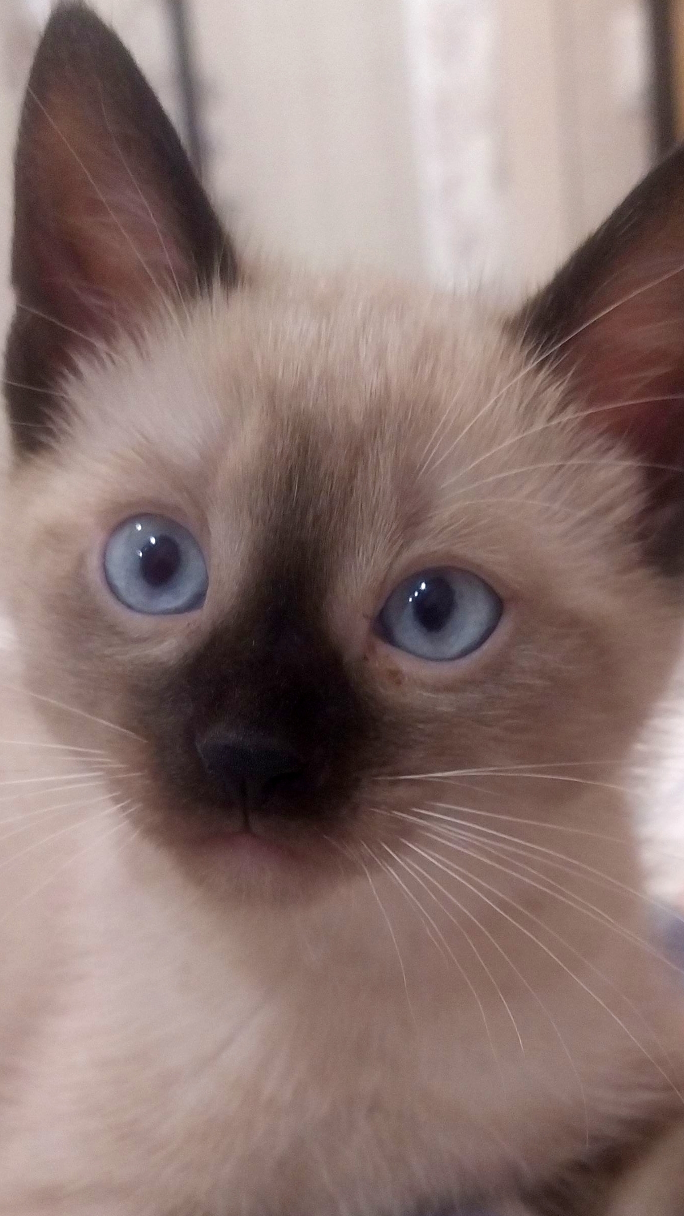 Снежок и Молли