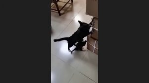 забавные и смешные кошки и собаки 632