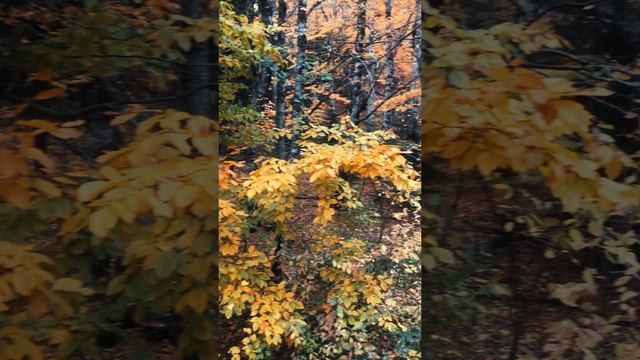 Осень в Адыгеи