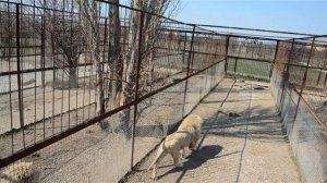 Львица Миледи вынесла львенка  в вольер со львом отцом ,Олег Зубков бежит спасать малыша .