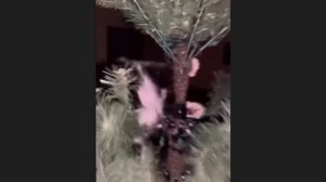 забавные и смешные кошки и собаки 636