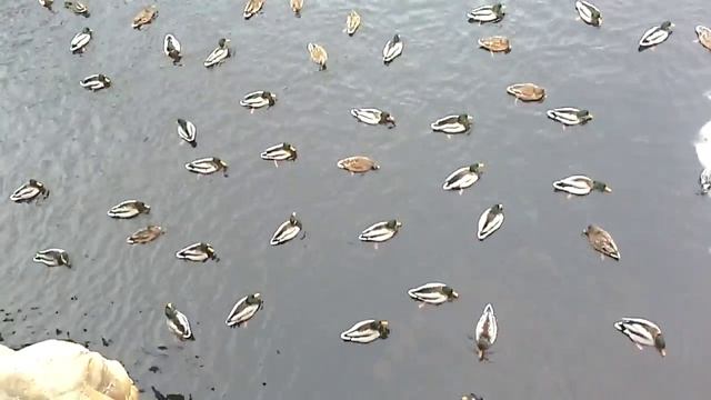 Утки на фонтанке смотреть онлайн