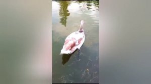 ЯРМАРКА в Симферопольском парке им.Гагарина.Осень 2024.mp4