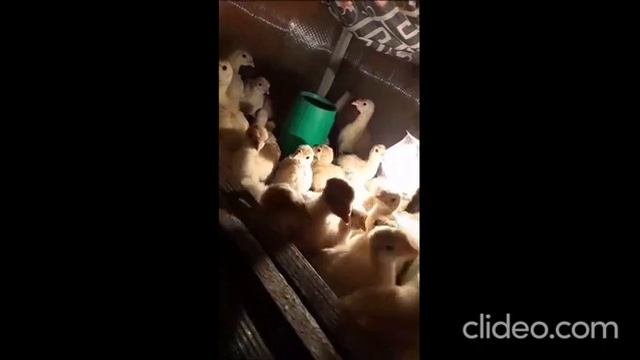 Индейка НТП СГЦ Индейки Ставрополья