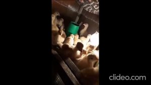 Индейка НТП СГЦ Индейки Ставрополья