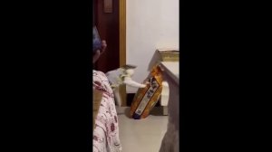 забавные и смешные кошки и собаки 623