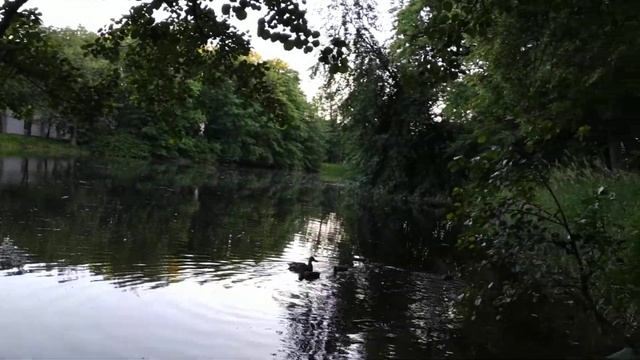 Елагин парк 16.06.2019(3) смотреть онлайн