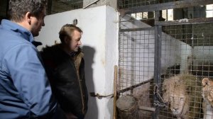 О действии на людей львиного рыка !