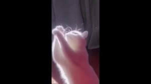 забавные и смешные кошки и собаки 620