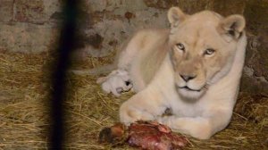 Олег Зубков  СПАС  ЛЬВЕНКА !