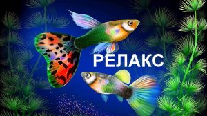 Релакс Красивые Аквариумные рыбки  Жизнь Подводного Мира.