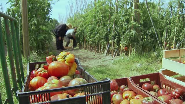 Французские сады с Монти Доном. Серия 2. Сады гурмана (без перевода)