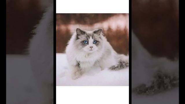 раздаю зимние авы с котиками | 💫Орбита💫 смотреть онлайн