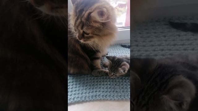 милый котик смотреть онлайн