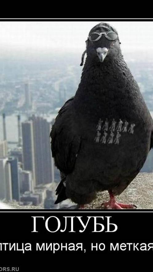 ГОЛОД НЕ ТЕТКА))) смотреть онлайн