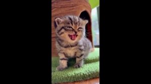 Смех котенок