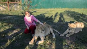 Лев Малыш отбил Лизу у Вити ! Как докармливают львов из специальных труб .