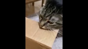 забавные и смешные кошки и собаки 608