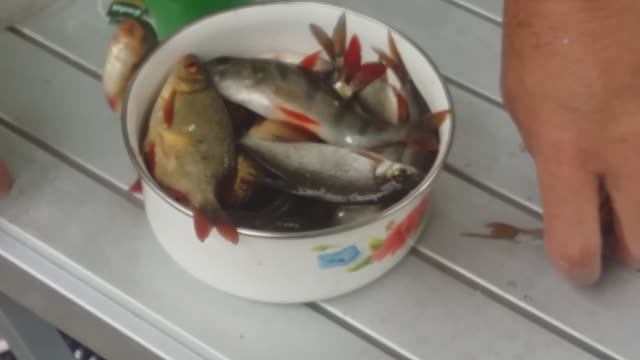 20170714_Улов. Вуокса