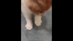 забавные и смешные кошки и собаки 602