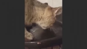 забавные и смешные кошки и собаки 635