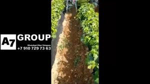 Культиватор: Лучшее решение. Прополка #культиватор #прополка #клубника