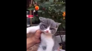 забавные и смешные кошки и собаки 607