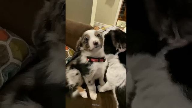 На это можно смотреть ВЕЧНО!! Смешные Кошки и Собаки! #Shorts смотреть онлайн