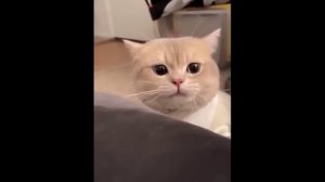 забавные и смешные кошки и собаки 628