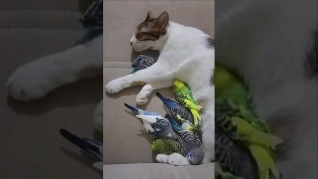 Милотаа🥰 смотреть онлайн