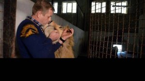 Вожак всех прайдов -лев Чук стал отцом !