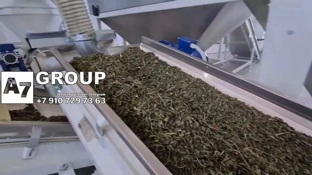 Шалфей: Линия переработки шалфея #шалфей #сушка