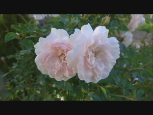 Избавляюсь от розы сорта Свани (Swany)! Что случилось, что нужно знать, прежде чем Вы ее посадите.