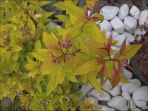 Обзор сорта Спирея Японская Голдфлейм весь сезон. Review of the variety of spirea Japanese Goldflame