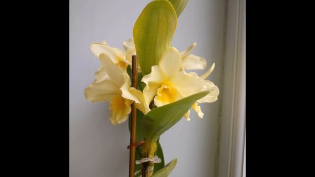 Простой ленивый способ заставить цвести Дендробиум Нобиле. Lazy Way To Make Dendrobium Nobile Bloom.