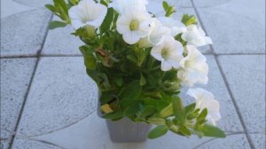 Обзор ампельных петуний Виста, Силверберри, Бланкет, Лемонслайс, Бьютикал, Каскадиас, Супербелс...