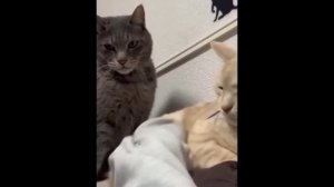 забавные и смешные кошки и собаки 611