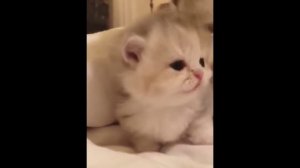 забавные и смешные кошки и собаки 606