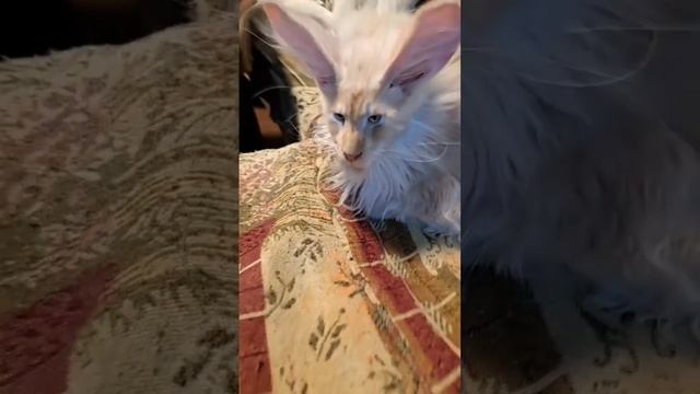У кого это такие длинные ушки?😮😄🐇🙉❤️ #уши #эффект #котик #котейка #зайка #зайчик #милота #смех