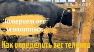 Как определить вес КРС