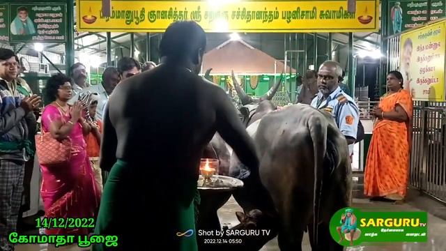 SARGURU TV 14/12/22 புதன்கிழமை கோமாதா பூஜை смотреть онлайн
