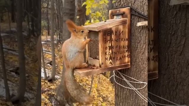 Москва. 🐿️ В Нескучном саду установили умную кормушку для умных белок смотреть онлайн