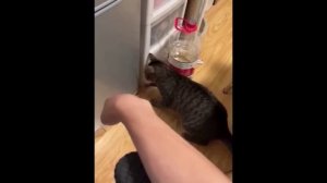 забавные и смешные кошки и собаки 598