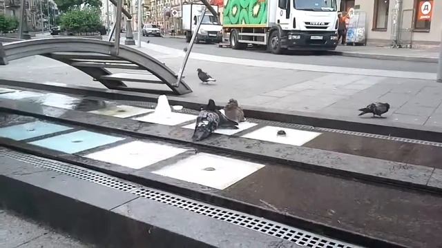 Голуби купаются 12.064.17 смотреть онлайн