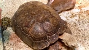 Шпороносная африканская черепаха 🐢