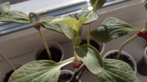 Подвой для дыни! 🍈делаем хак профподвоев, варианты, промежуточные результаты.