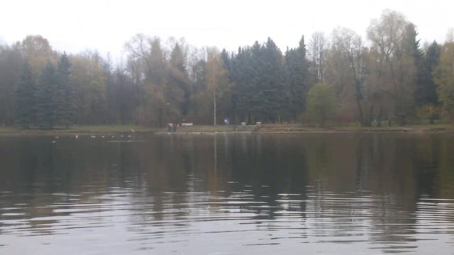 Лебеди на Крестовском острове смотреть онлайн