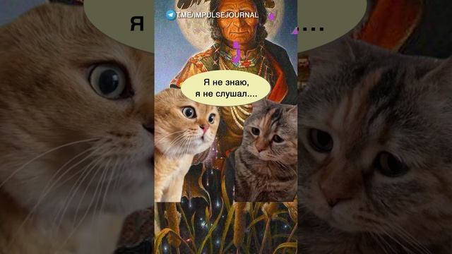 Точка сборки #мыкотики #вмем #разговор #анекдот #шутки #кот #юмор #смешное #прикольно #мемы #cat смотреть онлайн