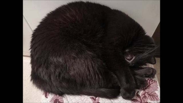 мой смешной котя часть 2