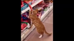 забавные и смешные кошки и собаки 616